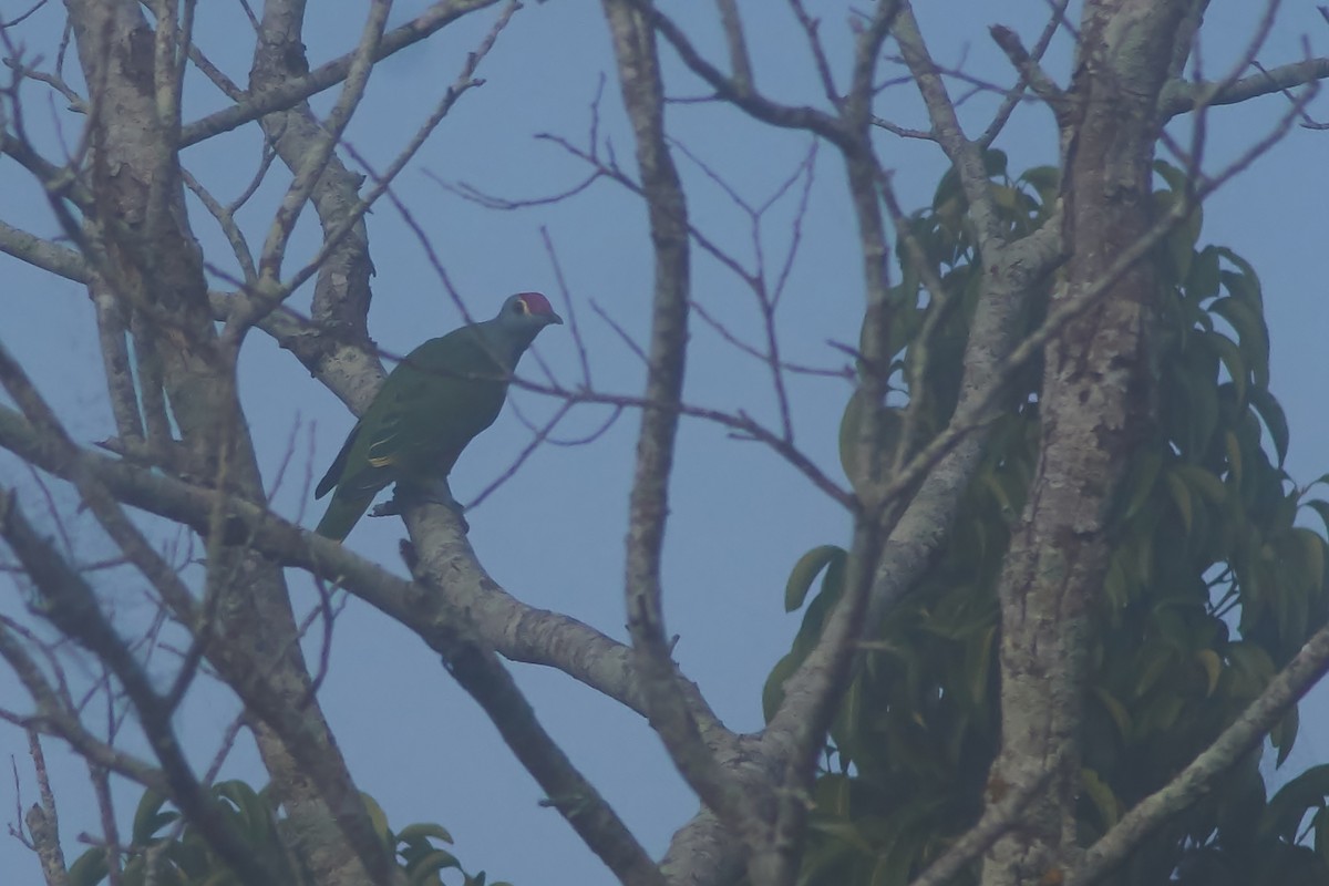 Rose-crowned Fruit-Dove - ML632184543