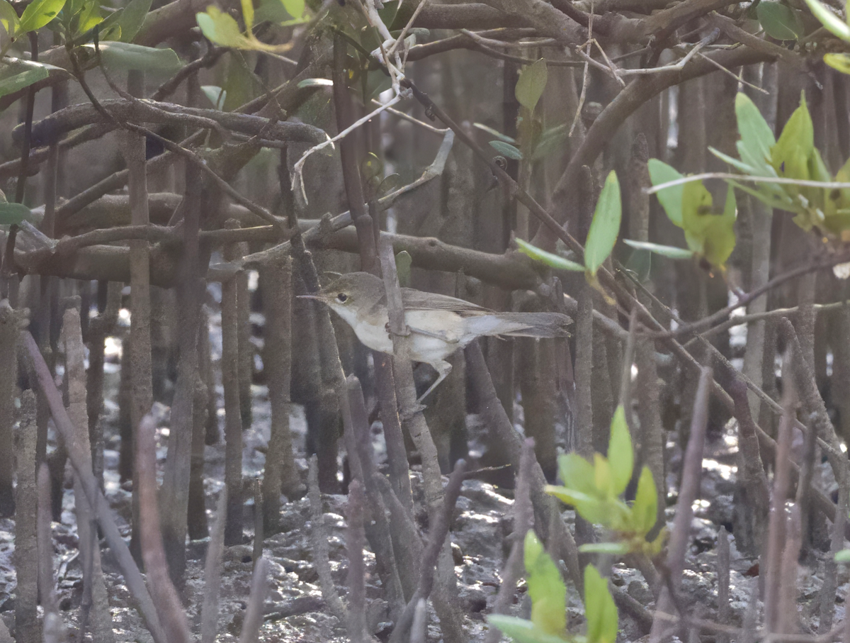 Common Reed Warbler (Mangrove) - ML632184584