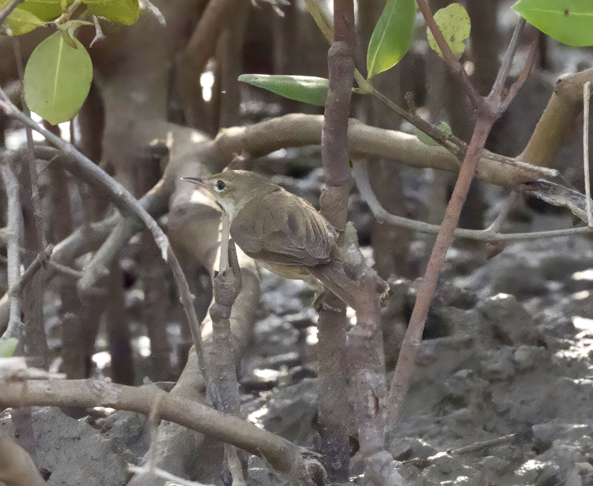 Common Reed Warbler (Mangrove) - ML632184585