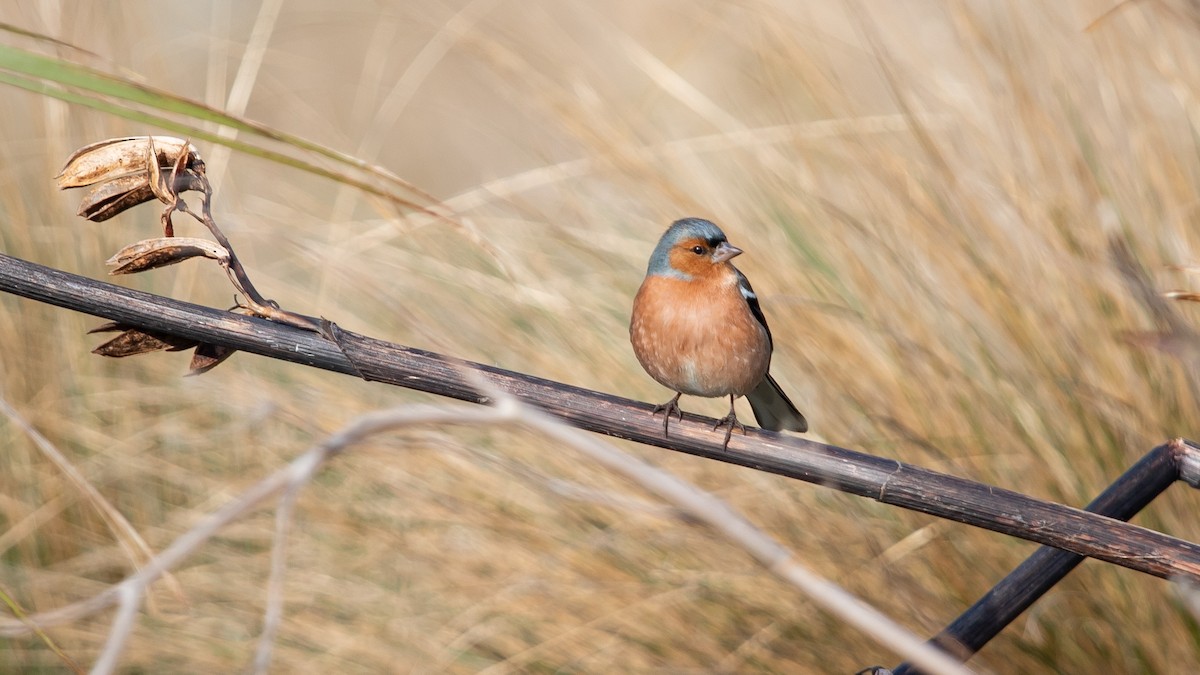 Common Chaffinch - ML632184631