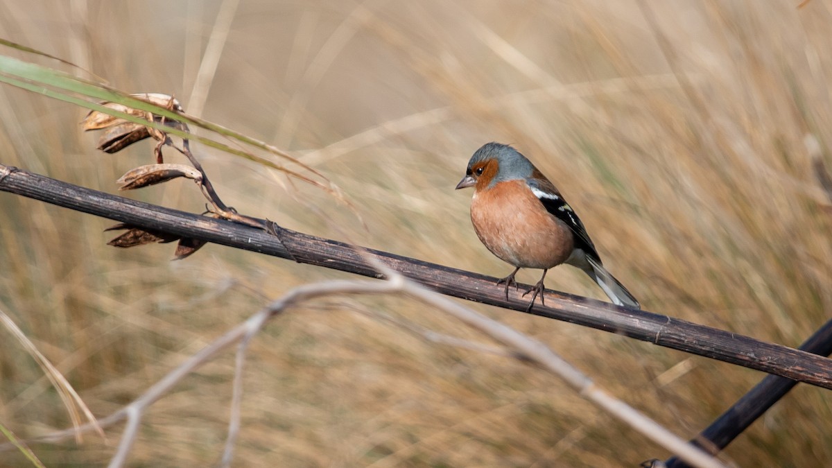Common Chaffinch - ML632184632