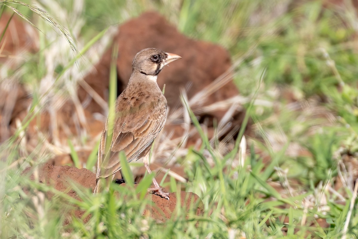 Masked Lark - ML632184644