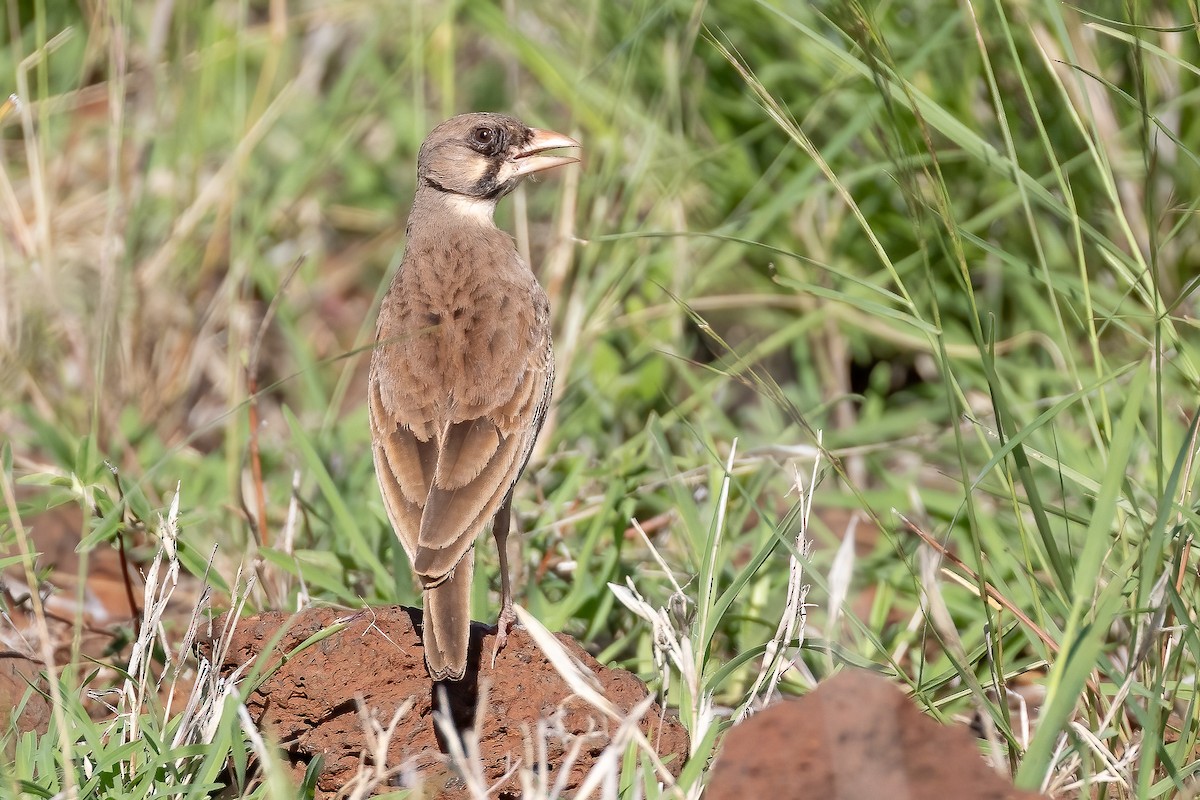 Masked Lark - ML632184645