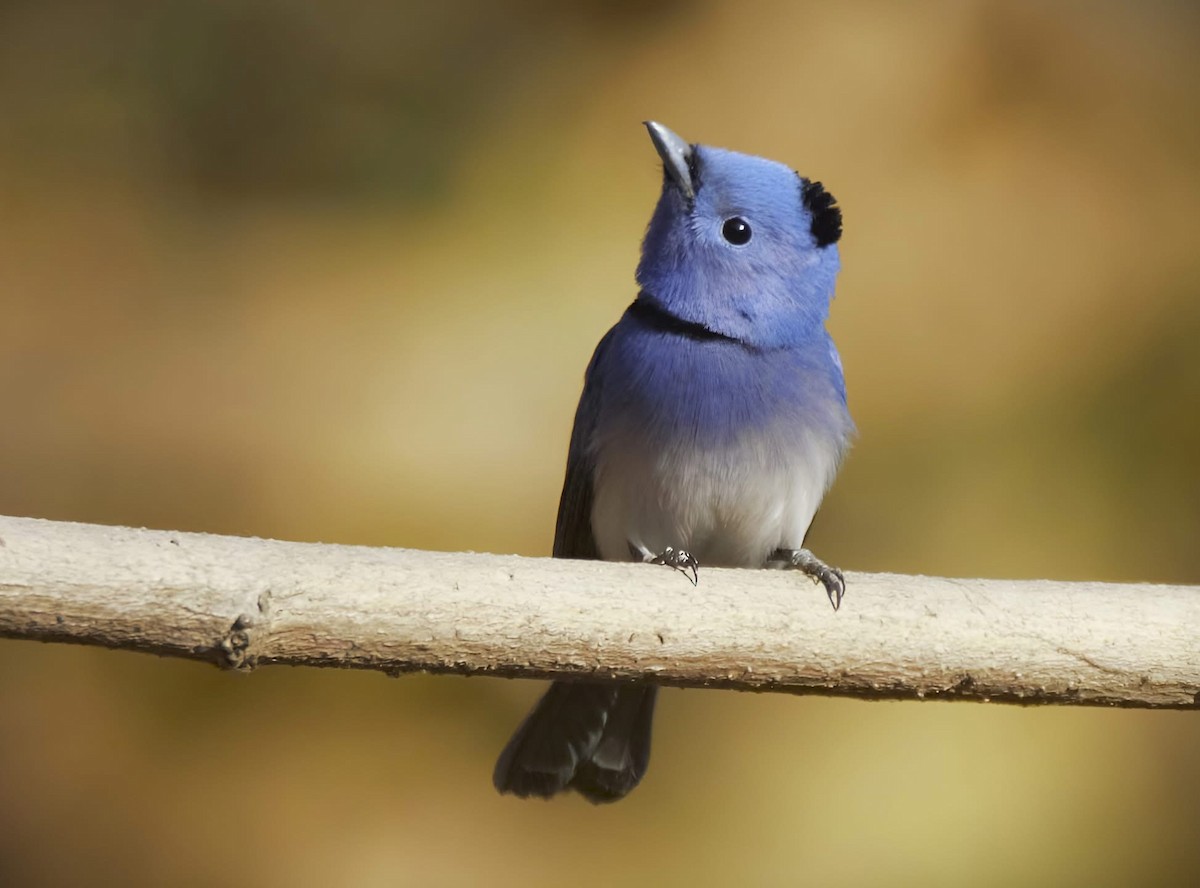 Black-naped Monarch - ML632184662