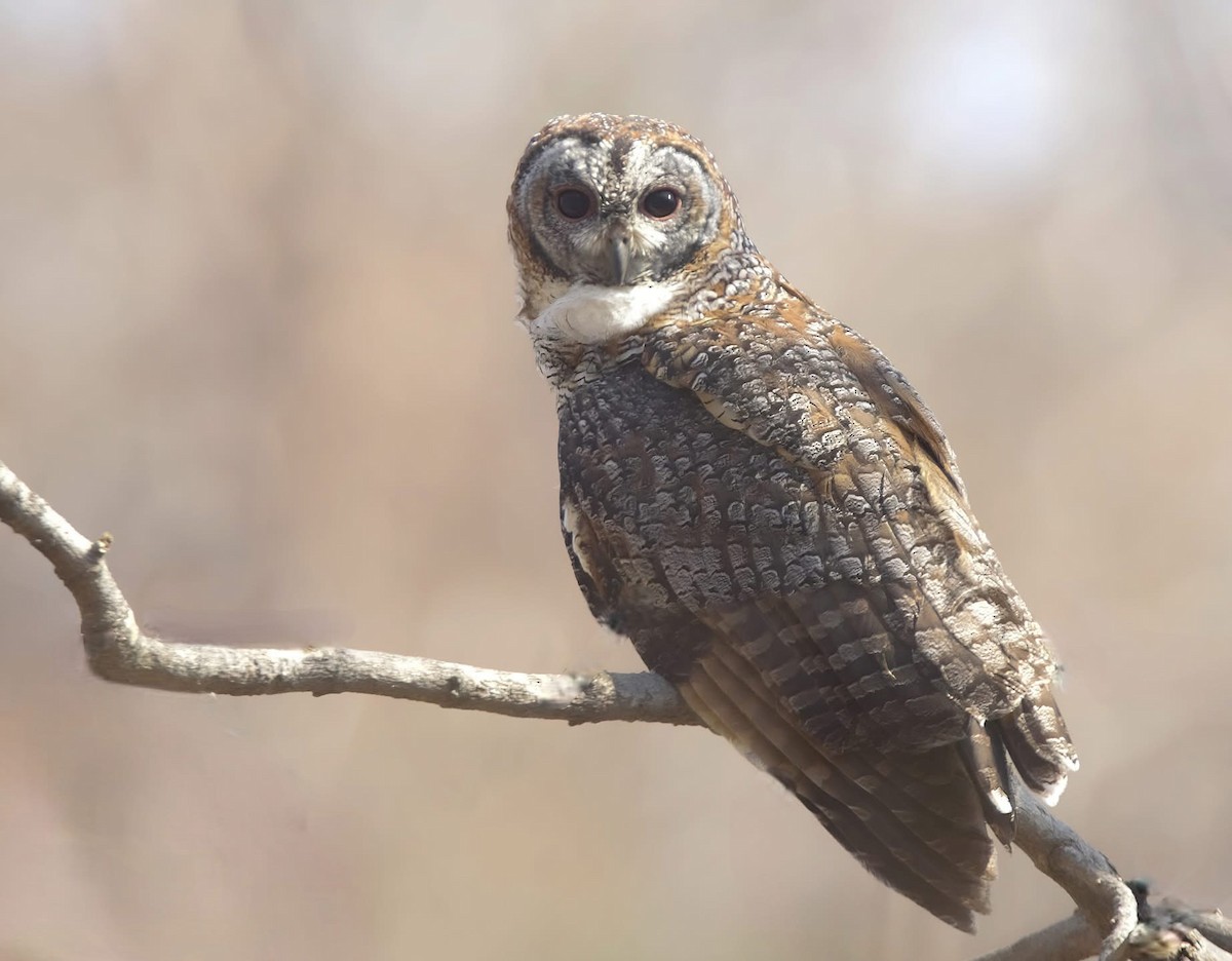 Mottled Wood-Owl - ML632184675