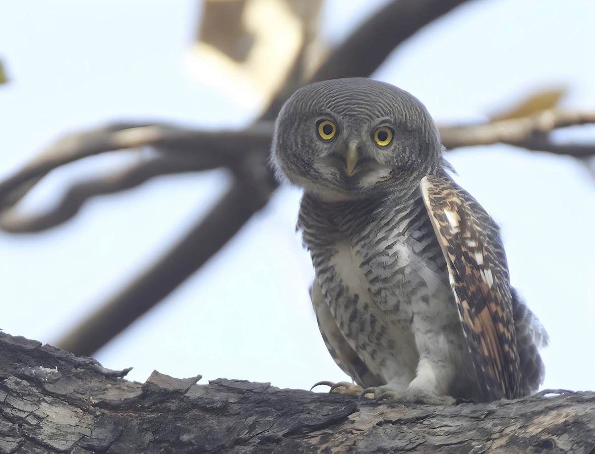 Jungle Owlet - ML632184691