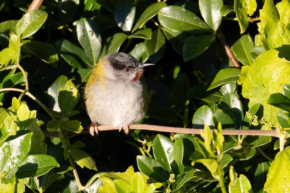 Gray-capped Warbler - Daniel Danckwerts (Rockjumper Birding Tours)