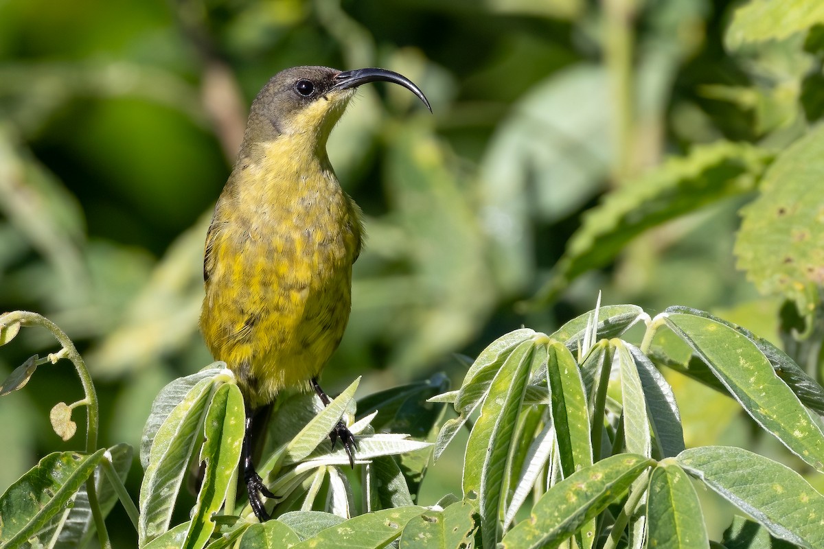 Golden-winged Sunbird - Daniel Danckwerts (Rockjumper Birding Tours)