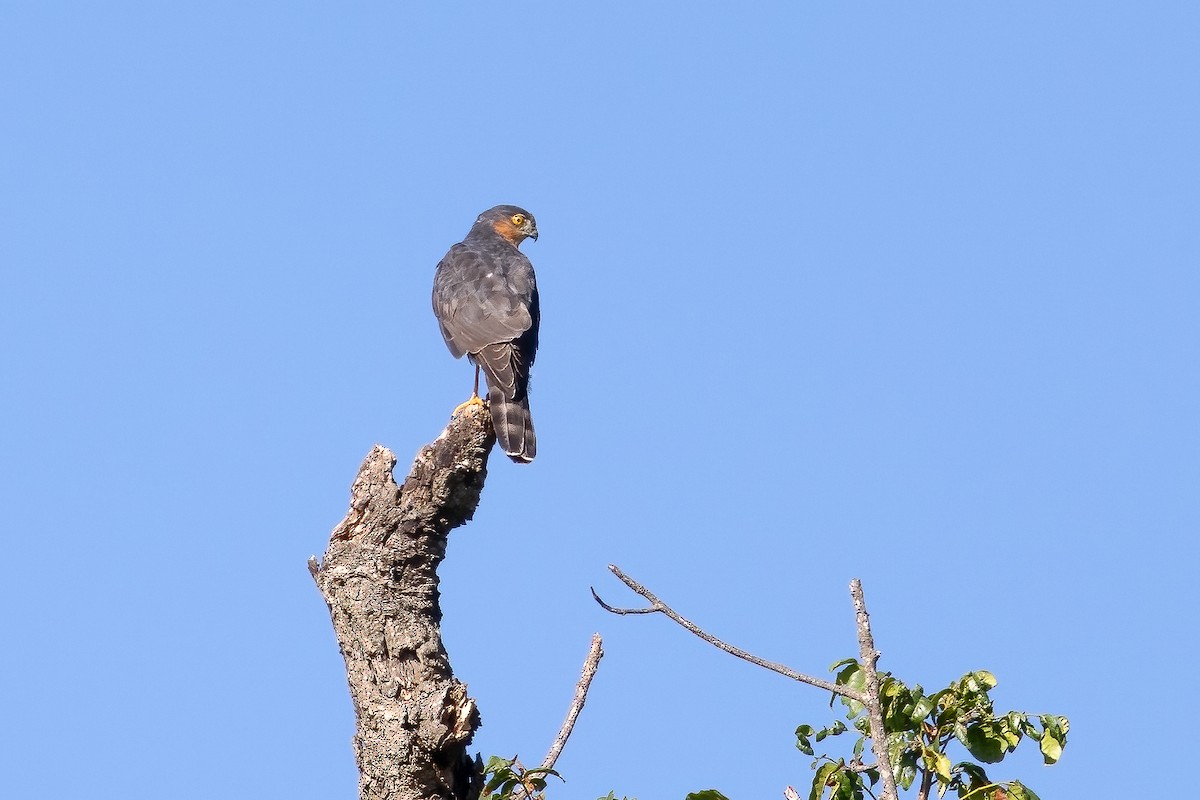 Rufous-breasted Sparrowhawk - ML632184729