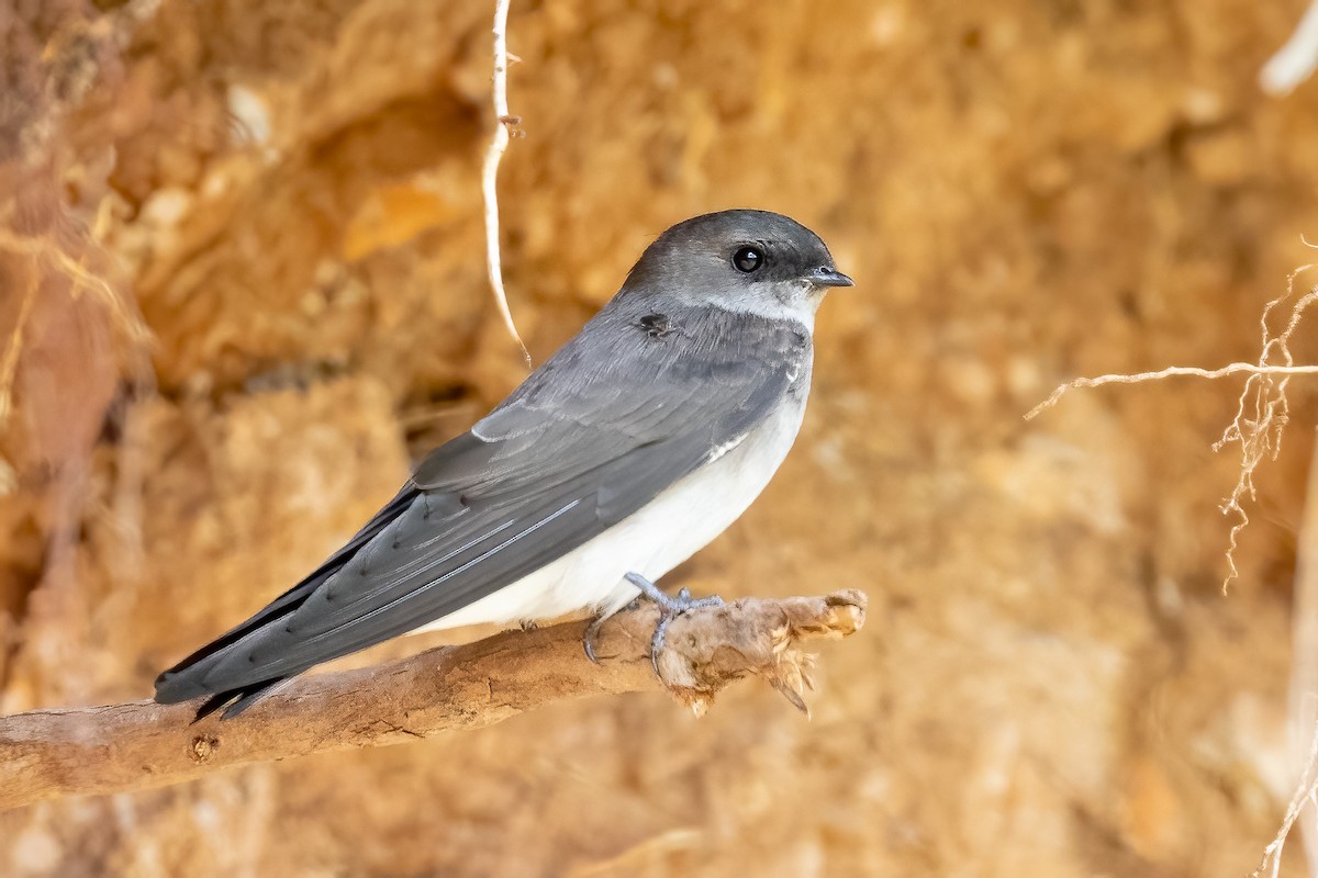 Ethiopian Martin (undescribed form) - Daniel Danckwerts (Rockjumper Birding Tours)