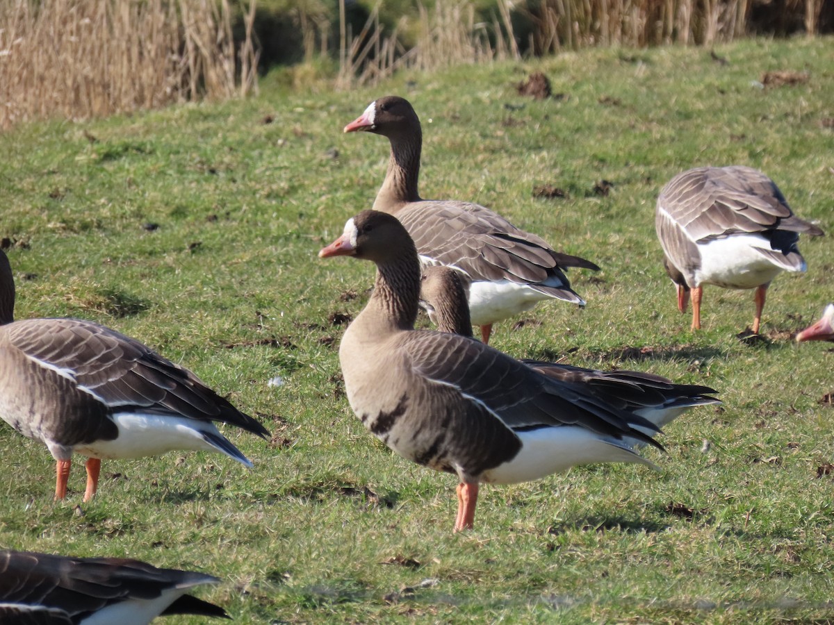 Greater White-fronted Goose (Eurasian) - ML632184923