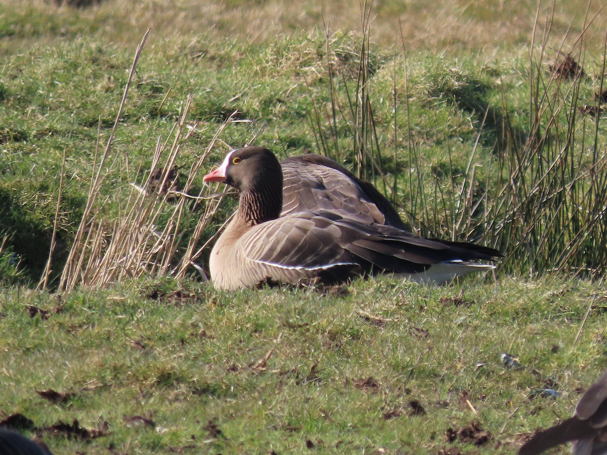 Lesser White-fronted Goose - ML632184928