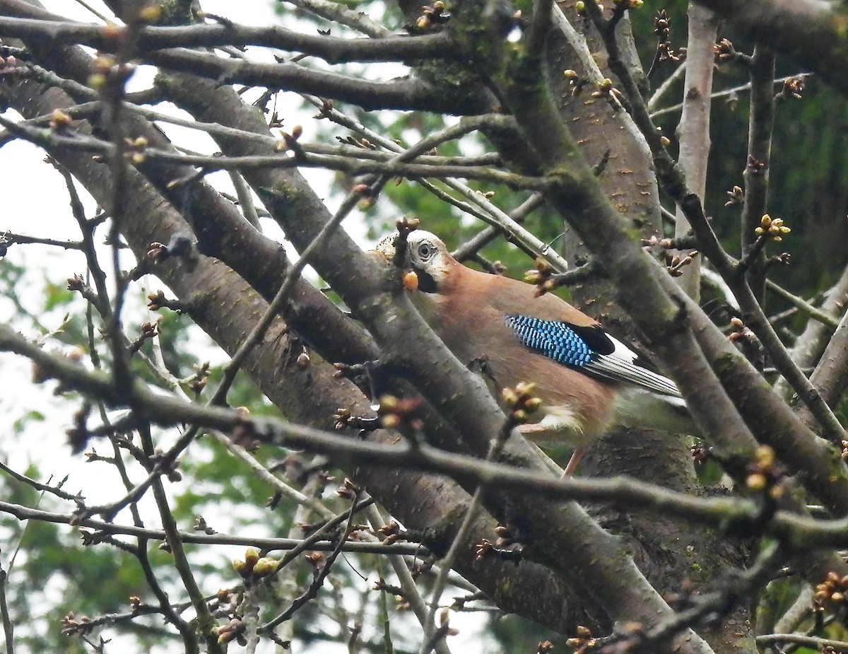 Eurasian Jay - ML632185084