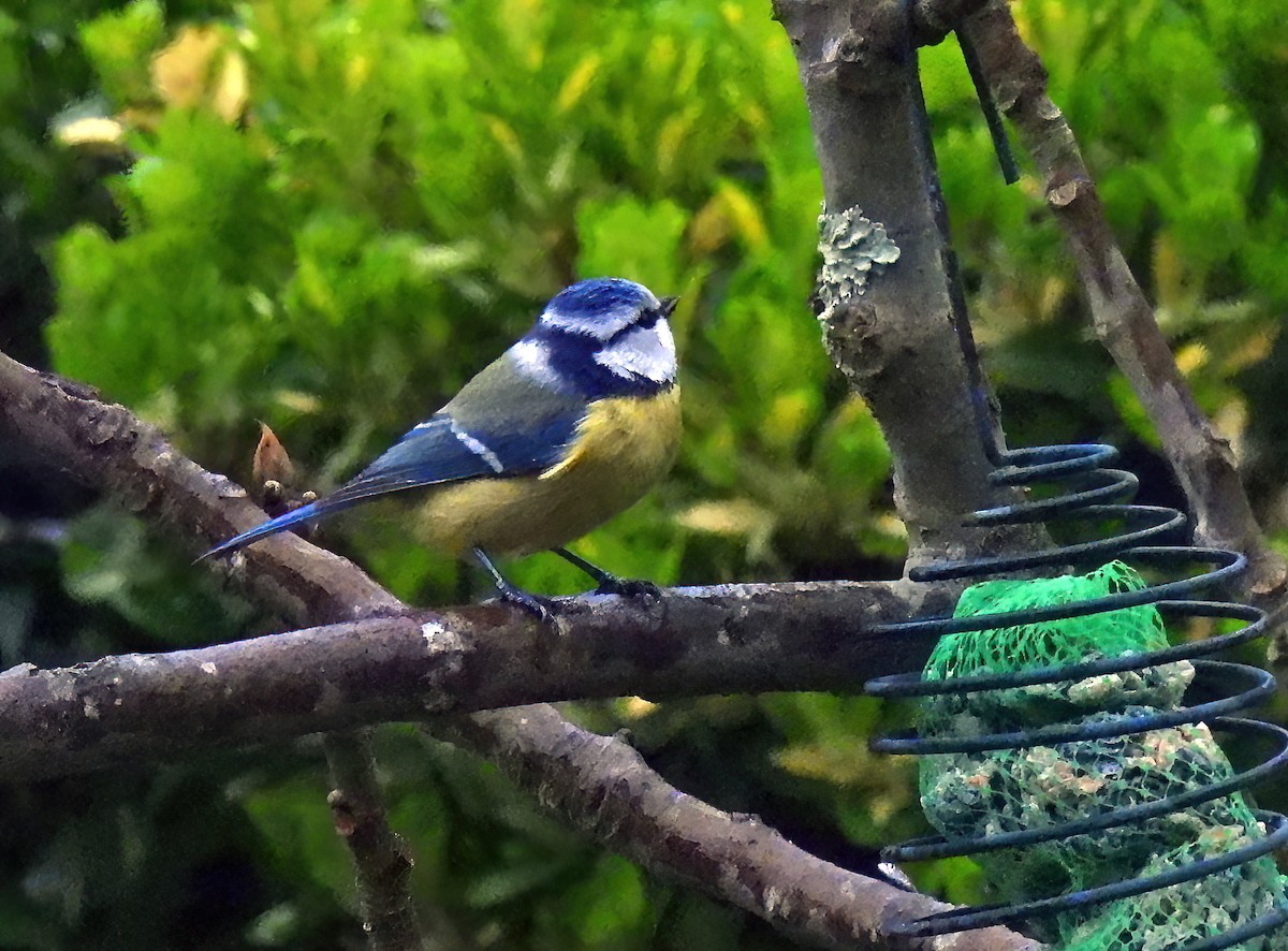 Eurasian Blue Tit - ML632185087