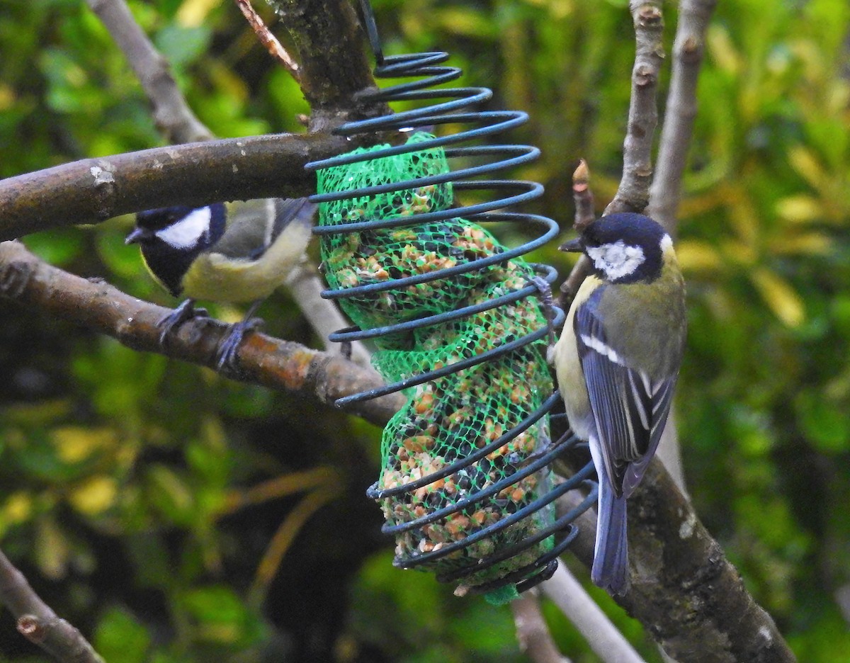 Great Tit - ML632185088