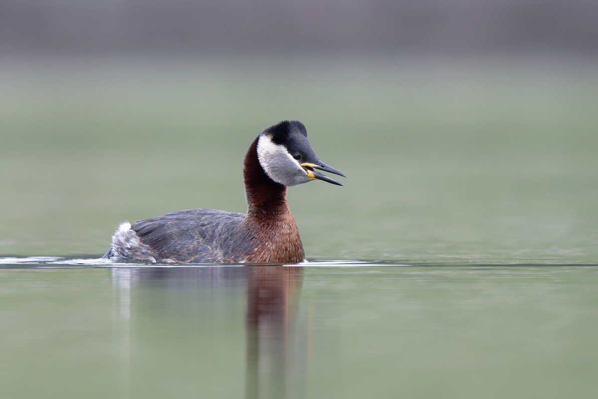 Red-necked Grebe - ML632185211
