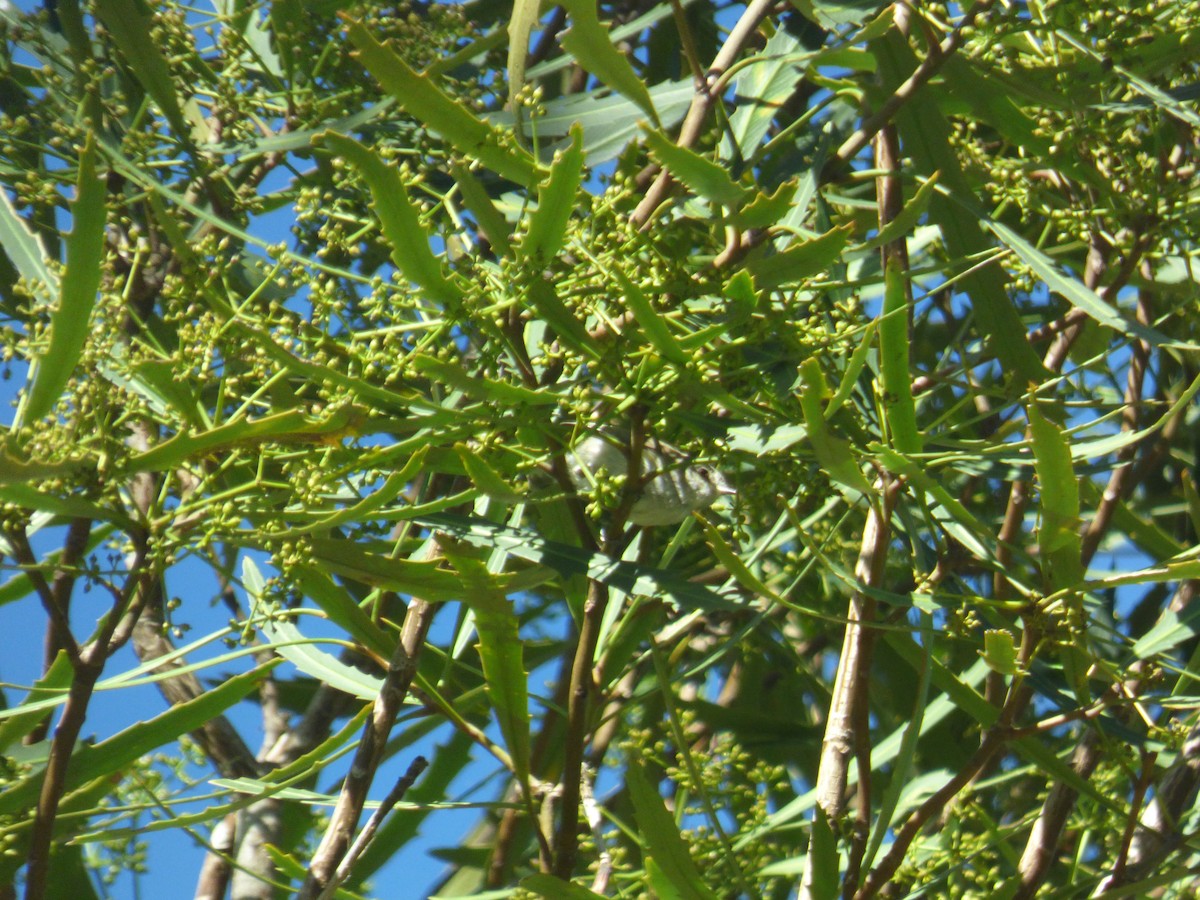 Gray Gerygone - ML632185239