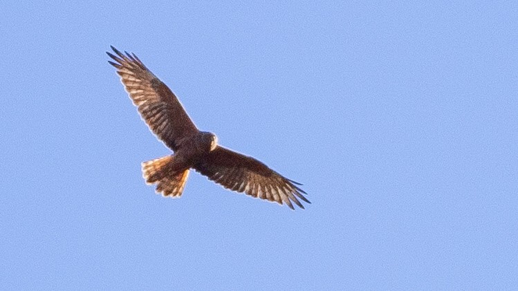 Swamp Harrier - ML632185244
