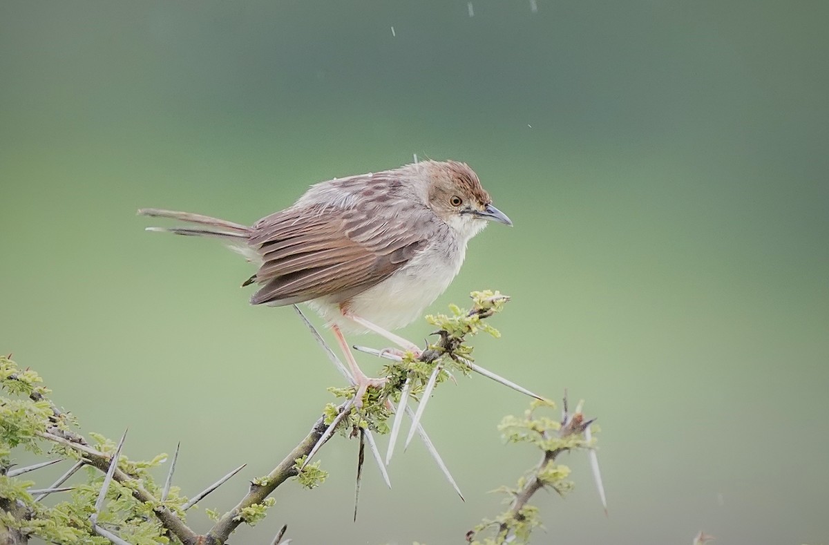 Prinia Modesta - ML632185358