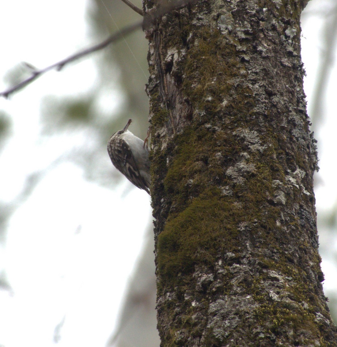 Brown Creeper - ML632185427