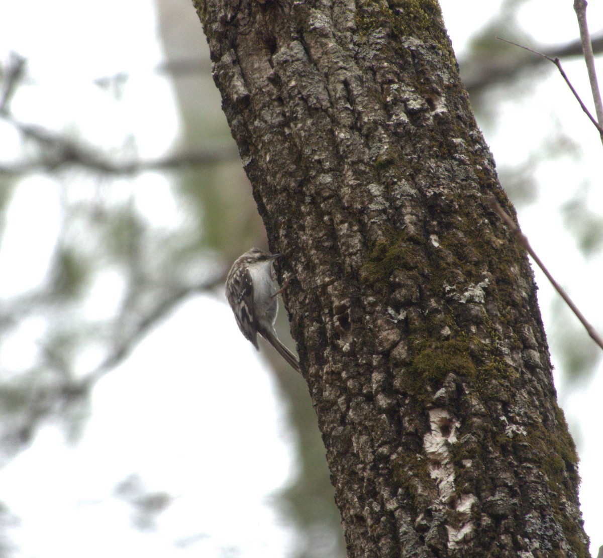 Brown Creeper - ML632185428