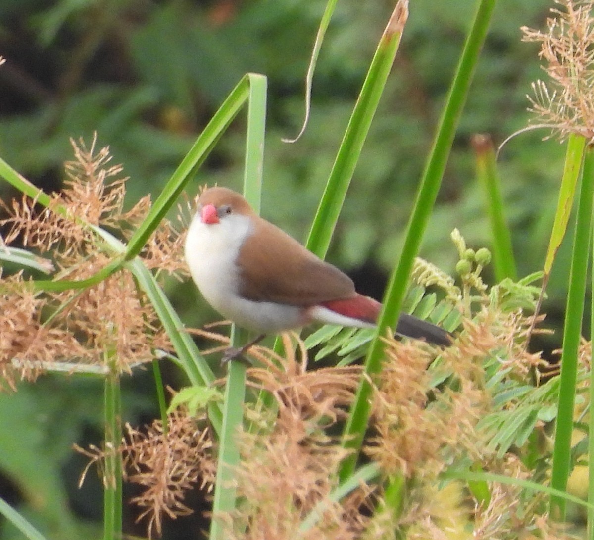 Fawn-breasted Waxbill - ML632185464