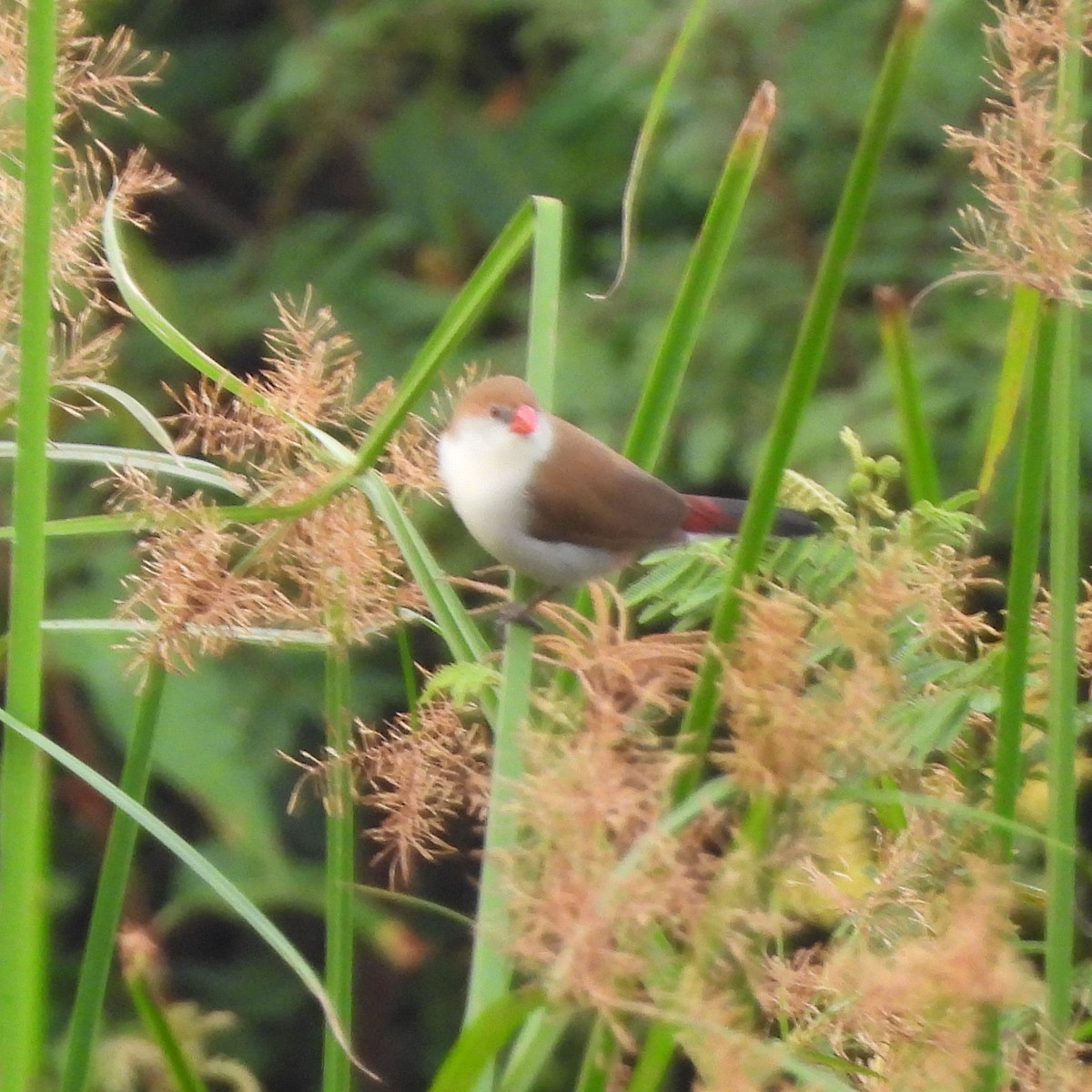Fawn-breasted Waxbill - ML632185465