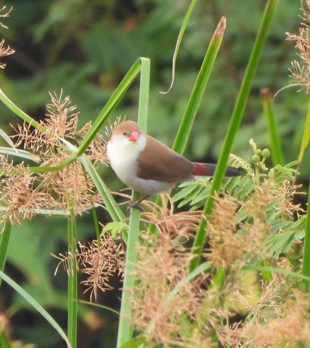 Fawn-breasted Waxbill - ML632185466