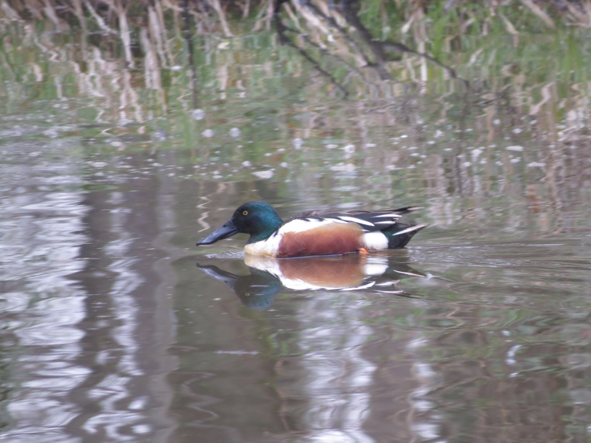 Mestolone - ML632185491