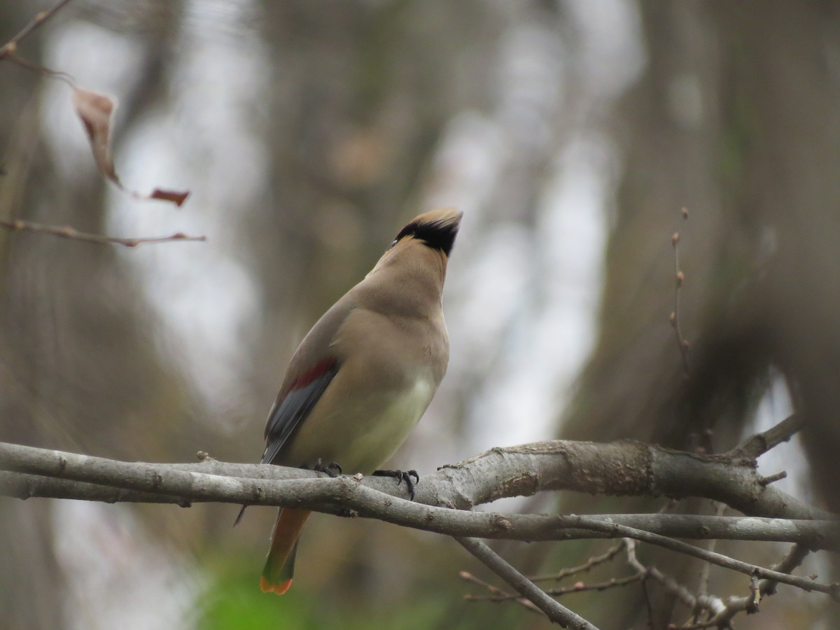 Japanese Waxwing - ML632185504