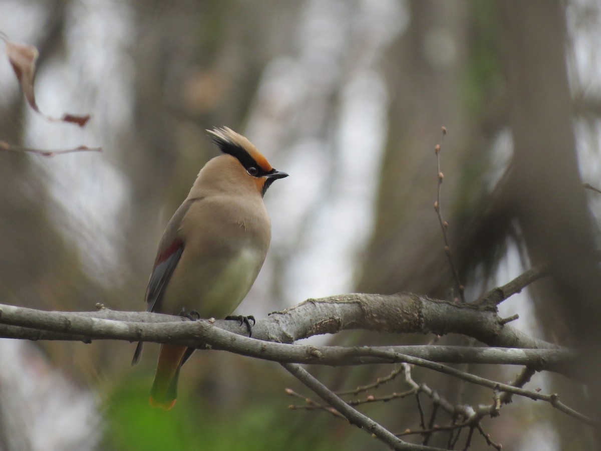 Japanese Waxwing - ML632185505