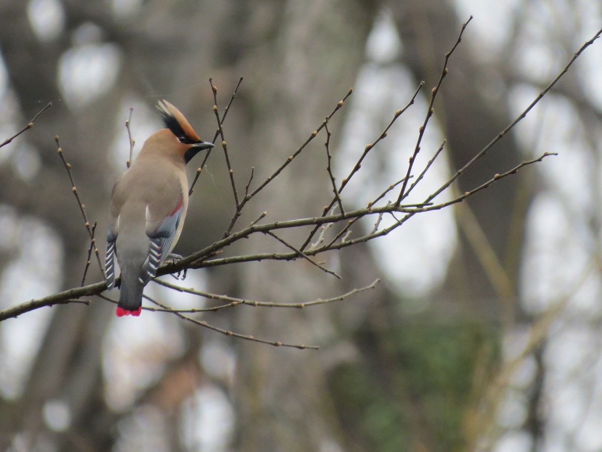 Japanese Waxwing - ML632185514