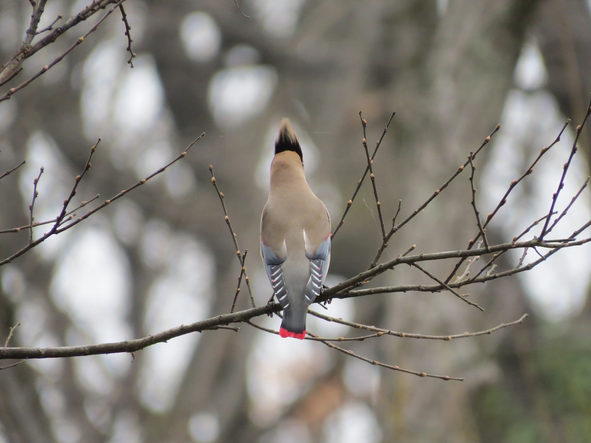 Japanese Waxwing - ML632185515