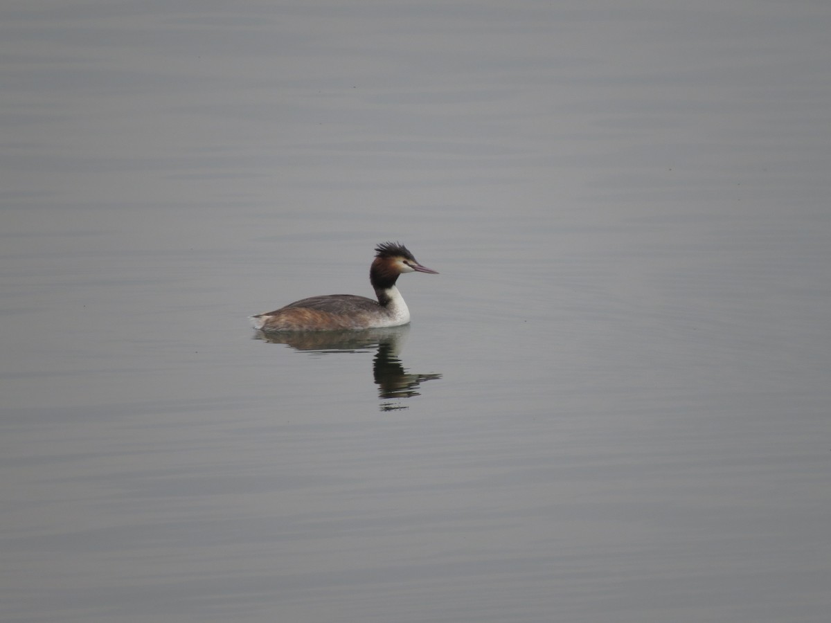 Svasso maggiore - ML632185528