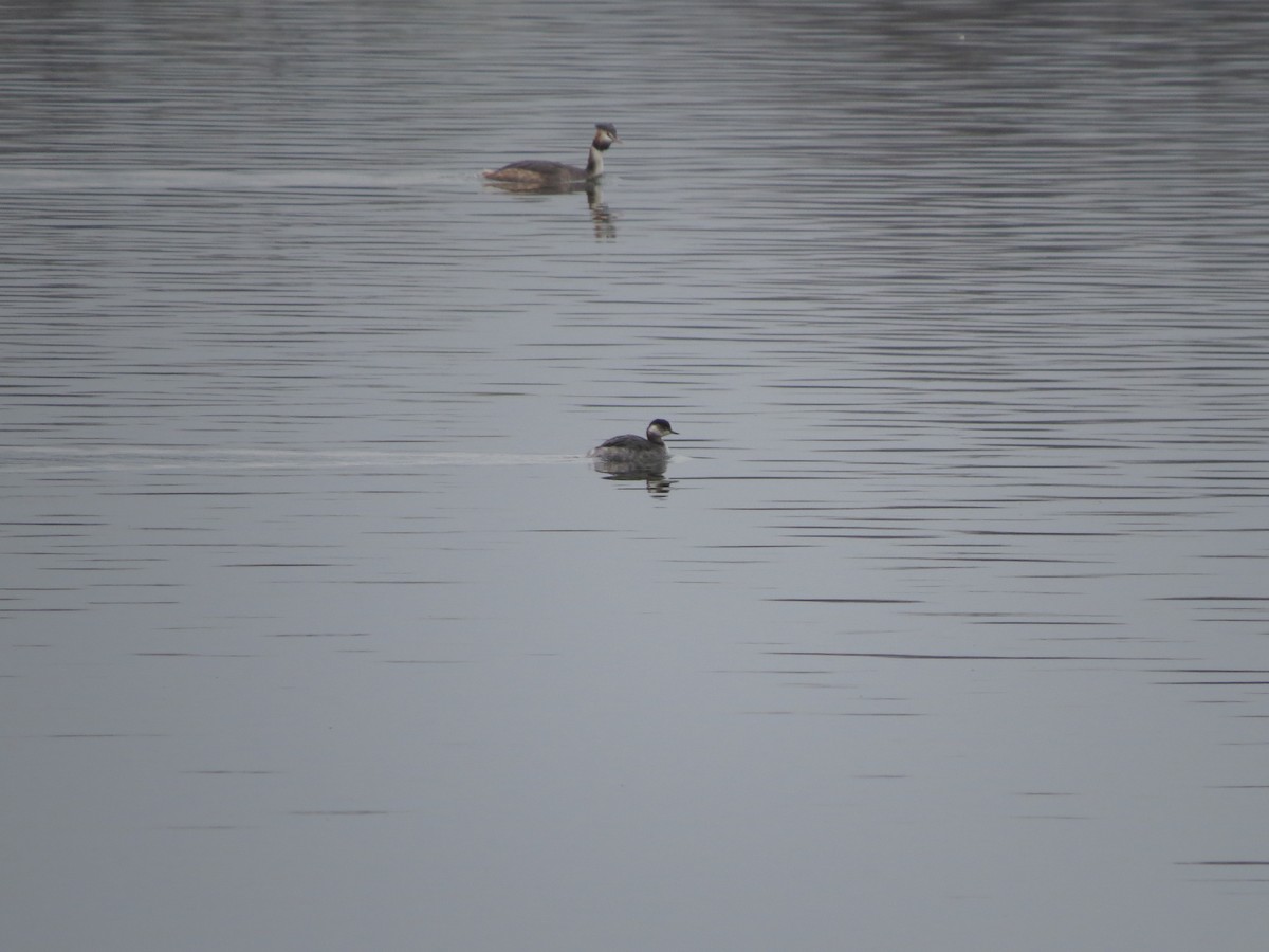 Svasso piccolo - ML632185529