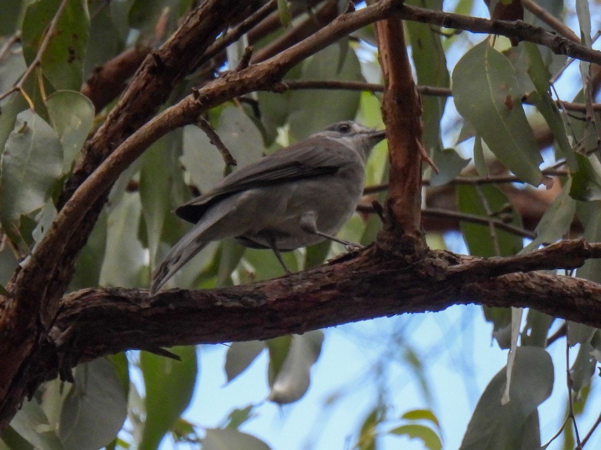 Gray Shrikethrush - ML632185586