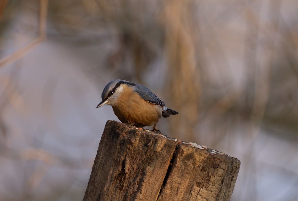 Eurasian Nuthatch - ML632185599