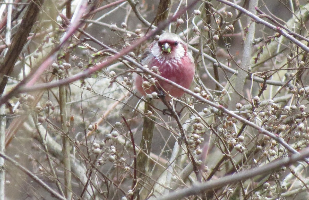 Long-tailed Rosefinch - ML632185812