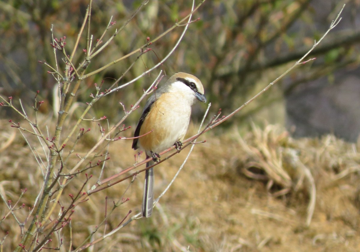 Bull-headed Shrike - ML632185842