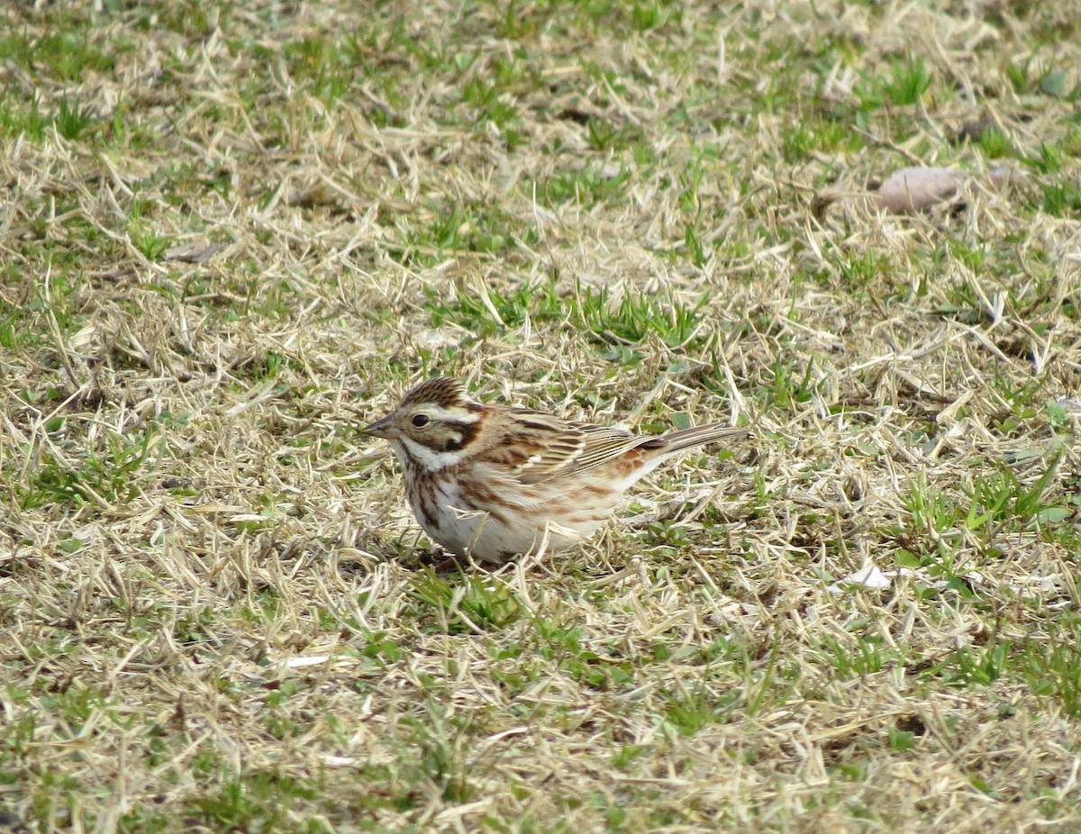 Zigolo boschereccio - ML632185875