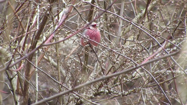 Long-tailed Rosefinch - ML632185884
