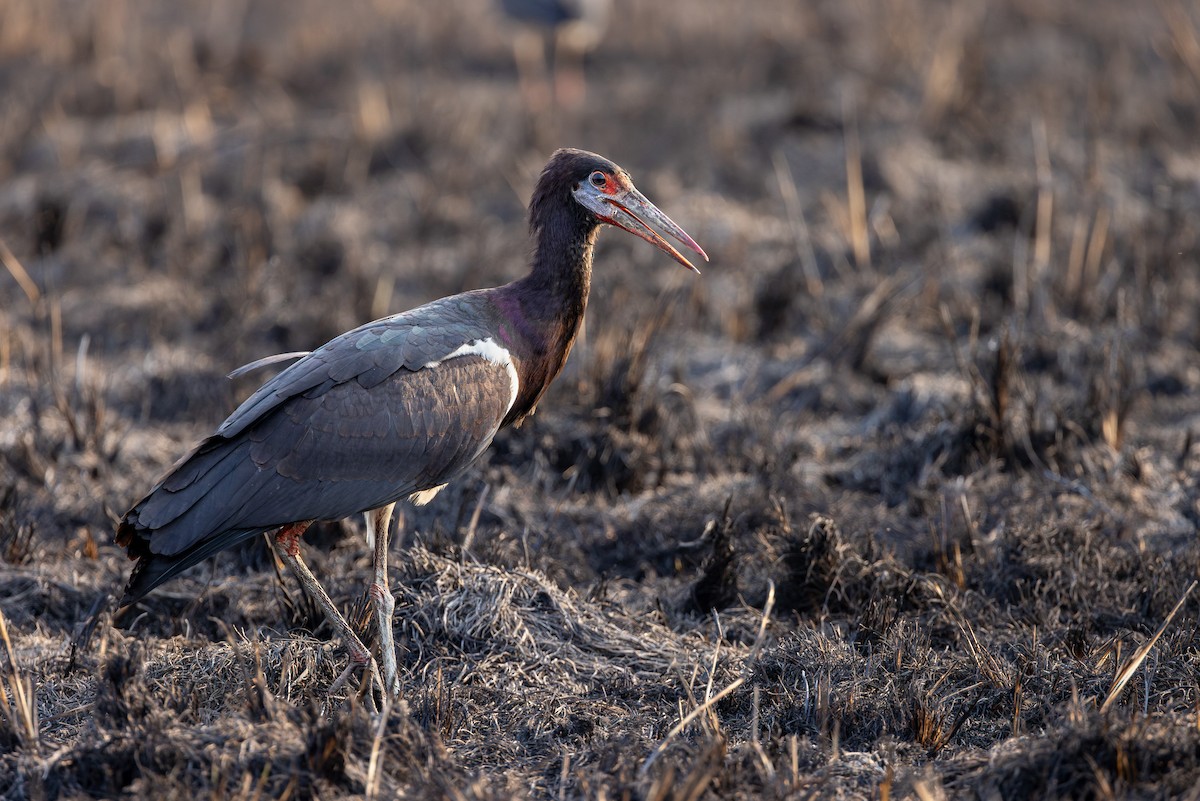 Cigogne d'Abdim - ML632186009