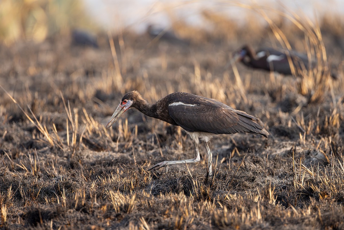 Cigogne d'Abdim - ML632186011