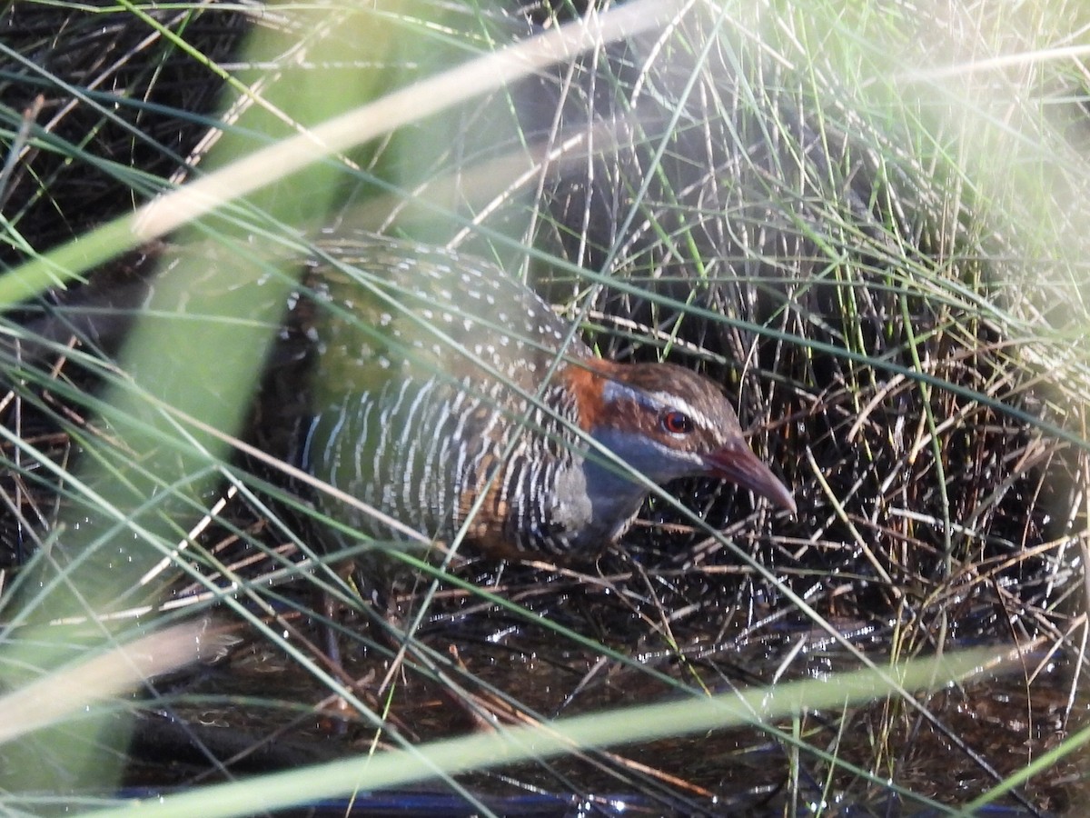 Buff-banded Rail - ML632186028