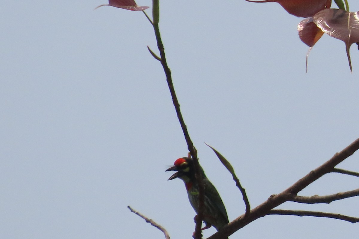 Kupferschmied-Bartvogel - ML632186033