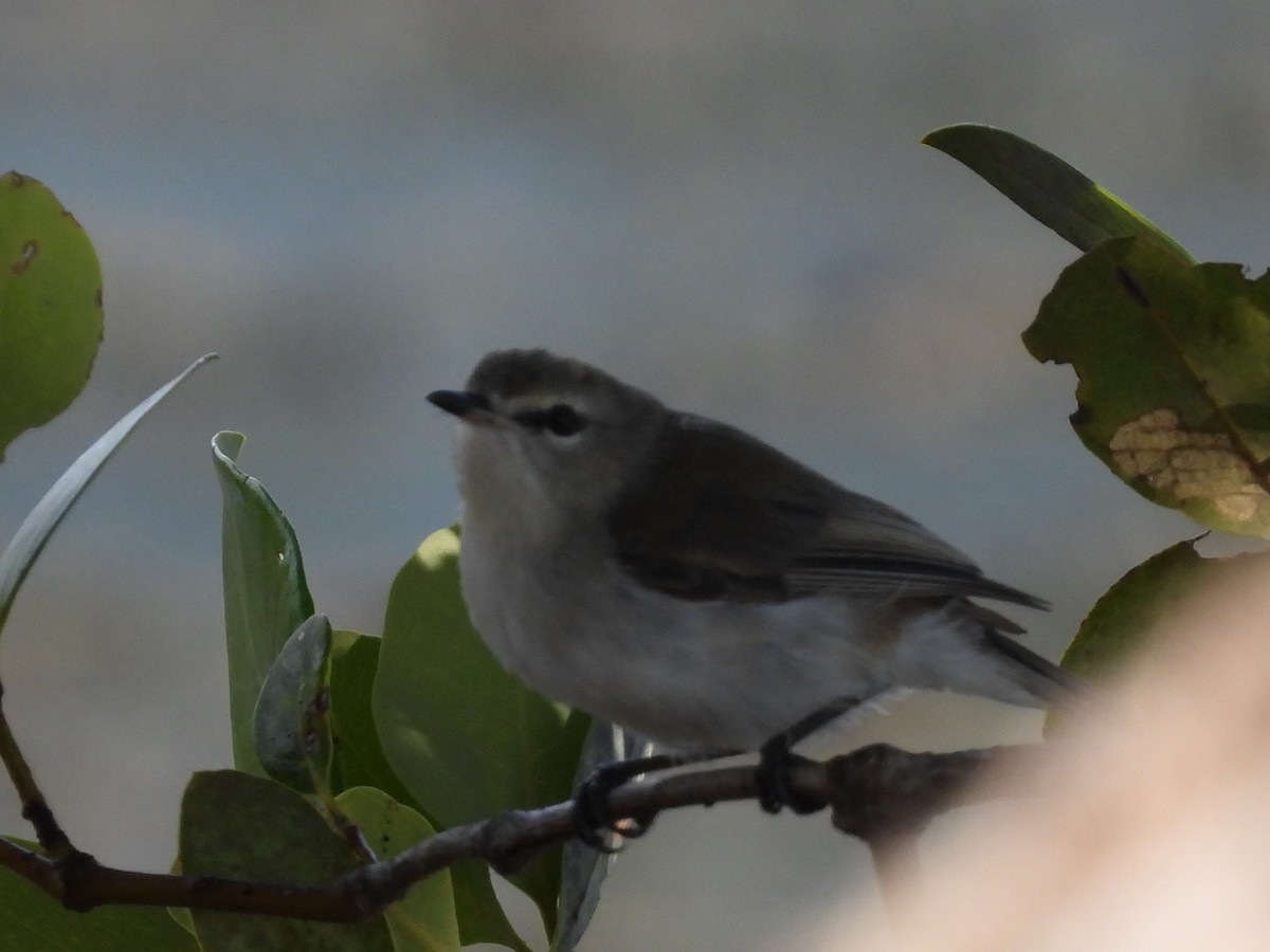 Mangrove Gerygone - ML632186069