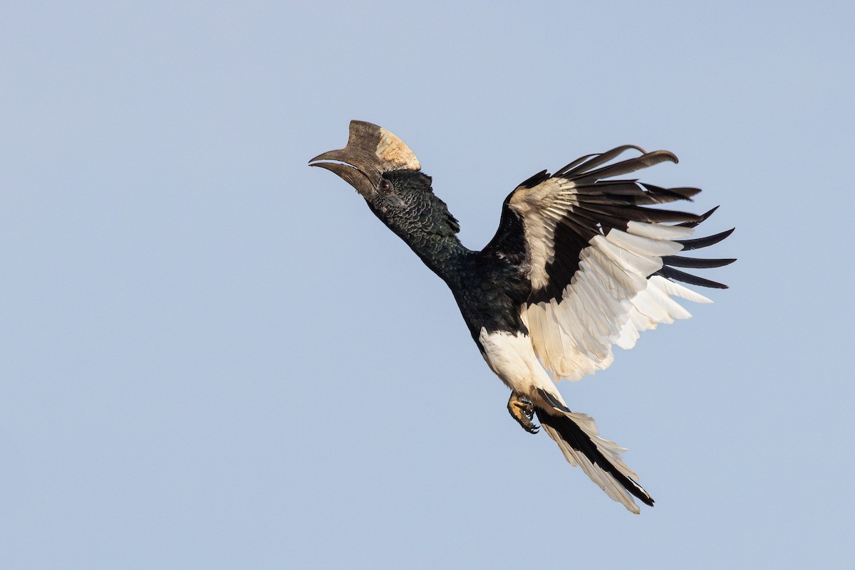 Black-and-white-casqued Hornbill - ML632186087