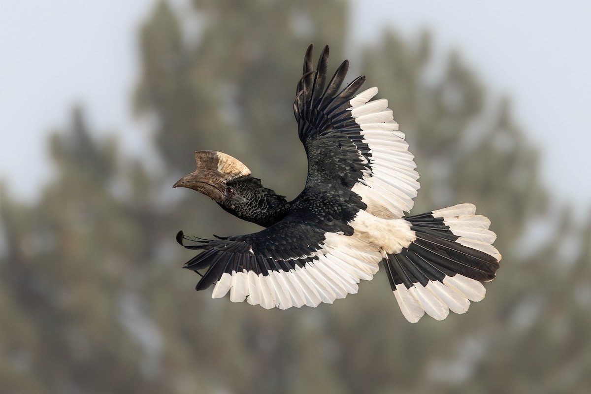 Black-and-white-casqued Hornbill - ML632186101