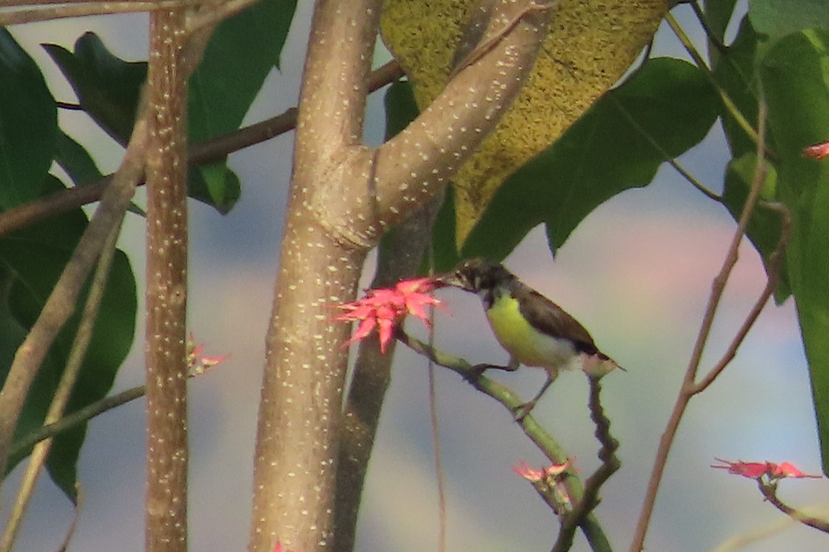 Indiennektarvogel - ML632186127