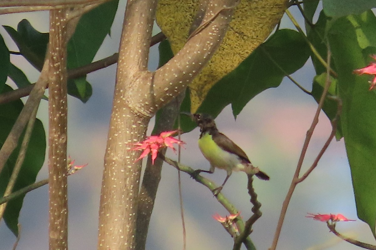 Indiennektarvogel - ML632186128